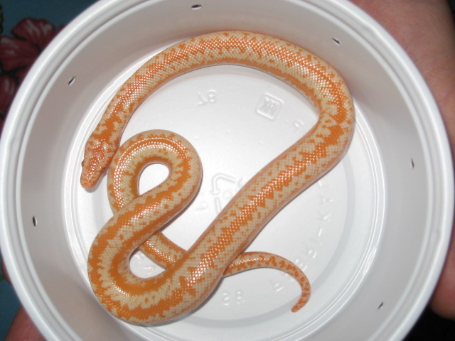 AlbinoRosyBoaFemale2