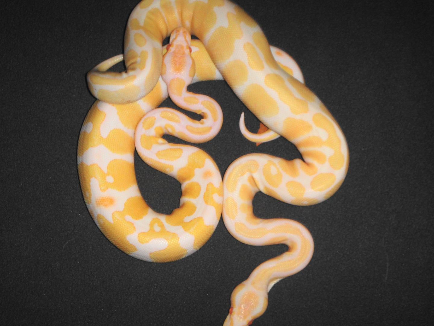 albinos_together