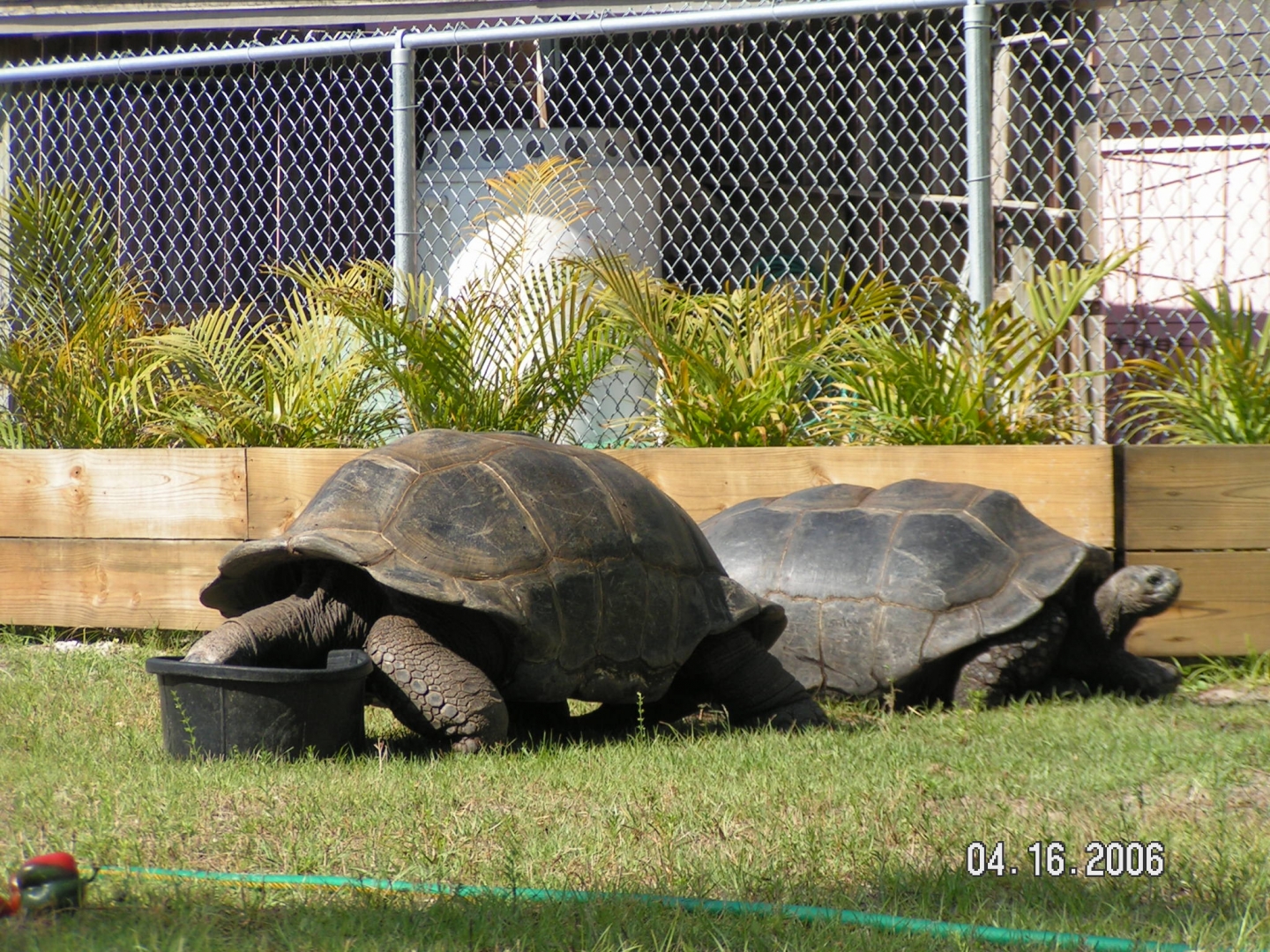 ALDABRA BREEDER MALES