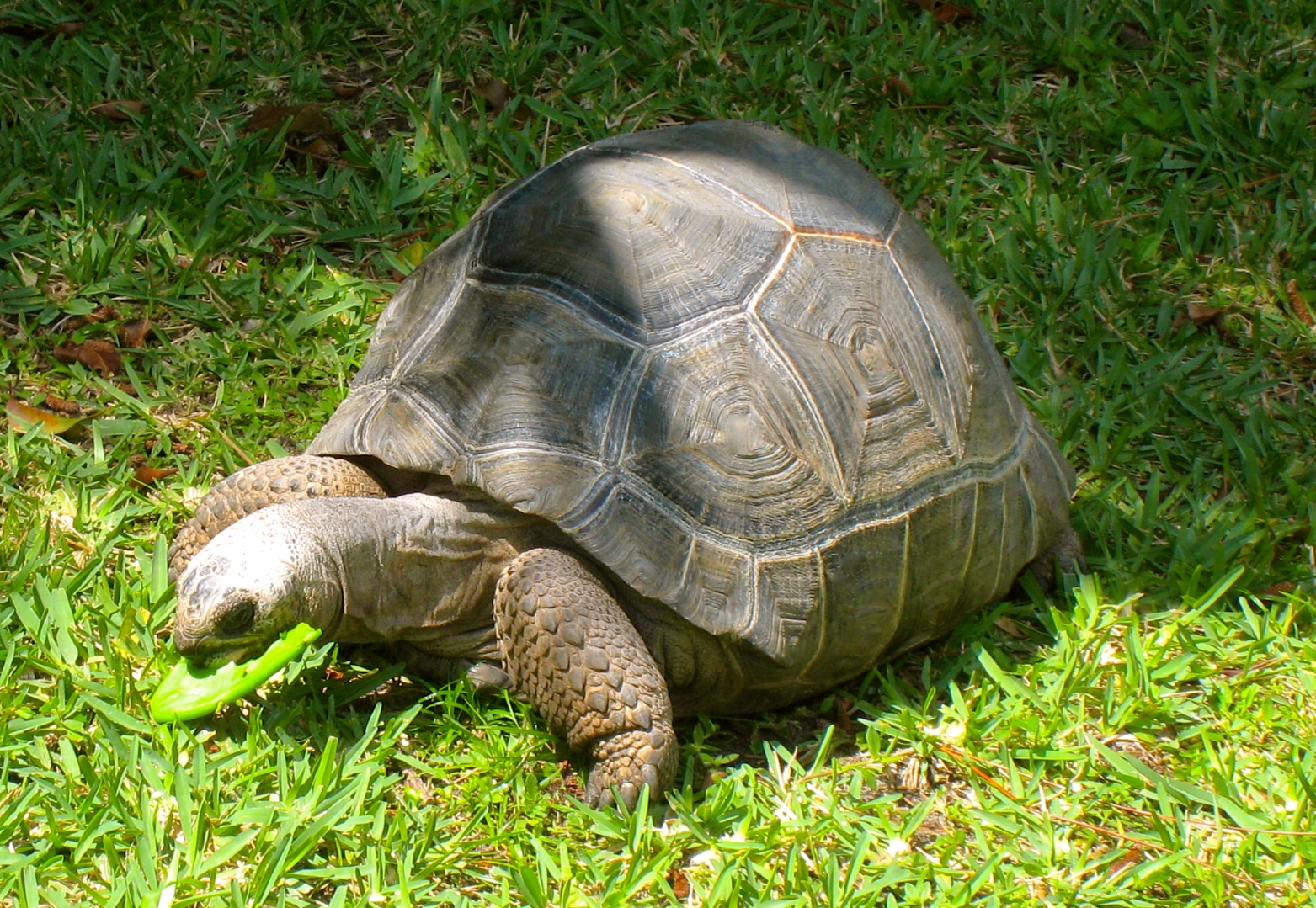 ALDABRA BREEDER