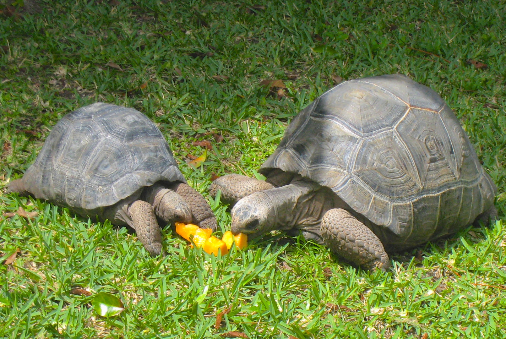 ALDABRA BREEDER