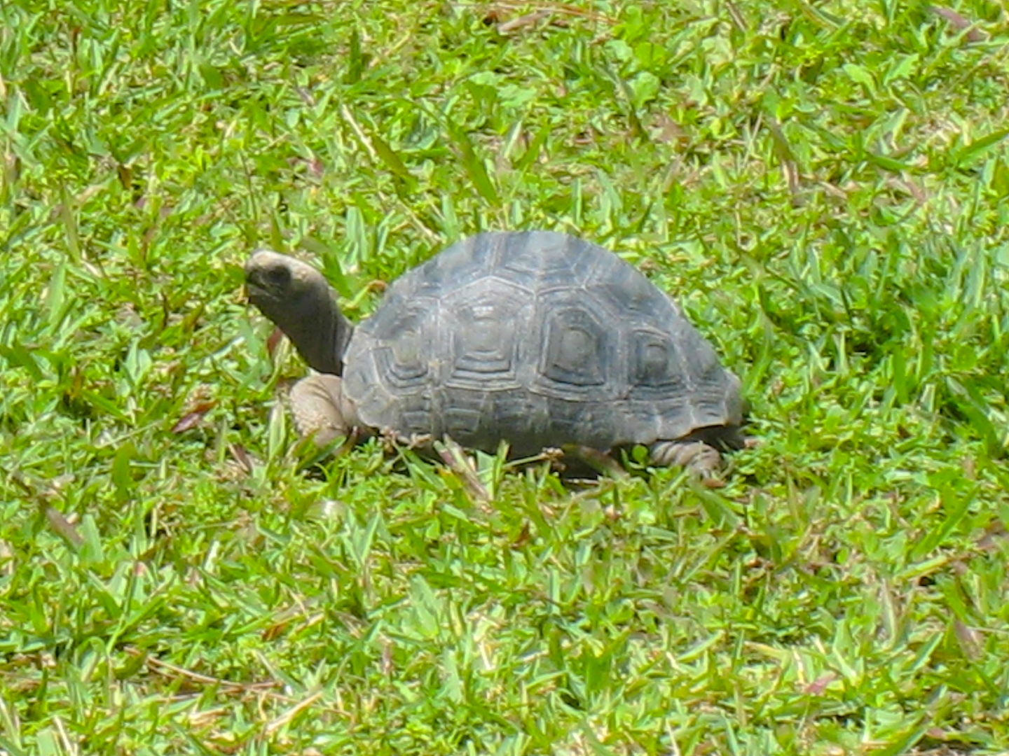 ALDABRA BREEDER