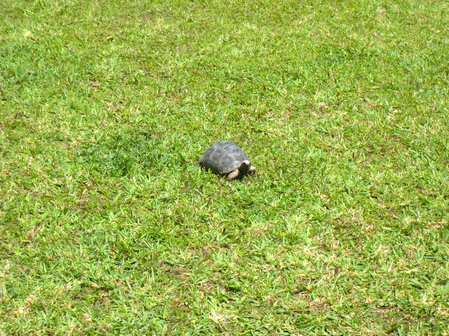 ALDABRA BREEDER