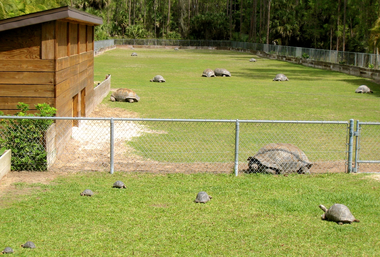 ALDABRA BREEDER