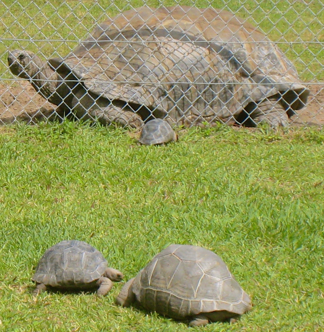 ALDABRA BREEDER