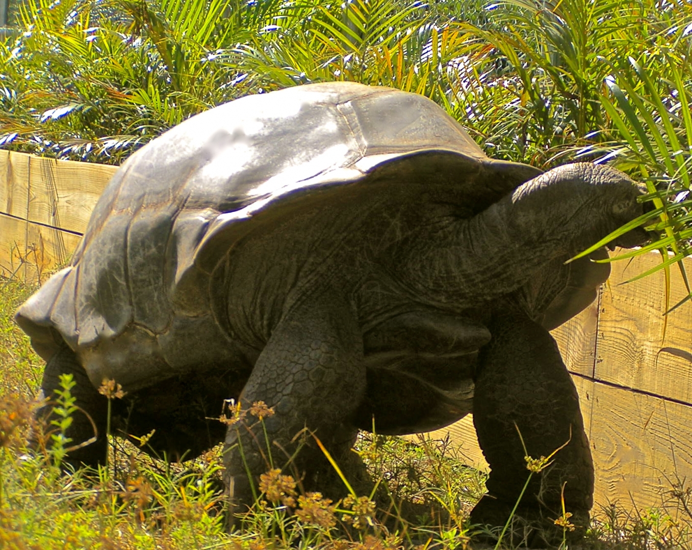 ALDABRA BREEDER