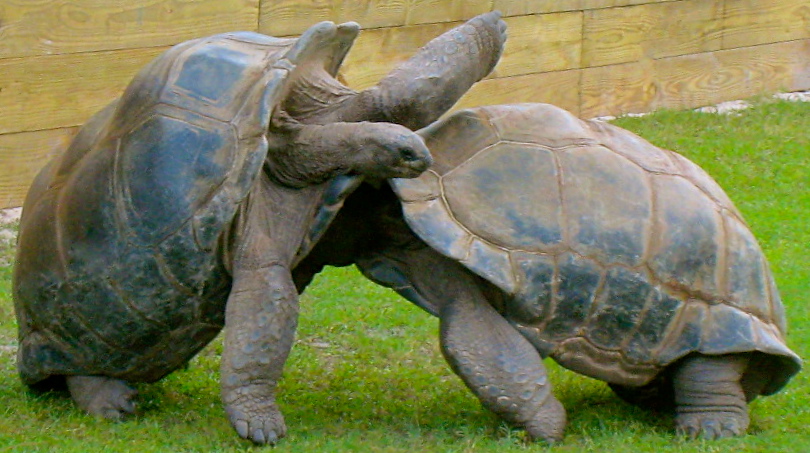 ALDABRA BREEDER