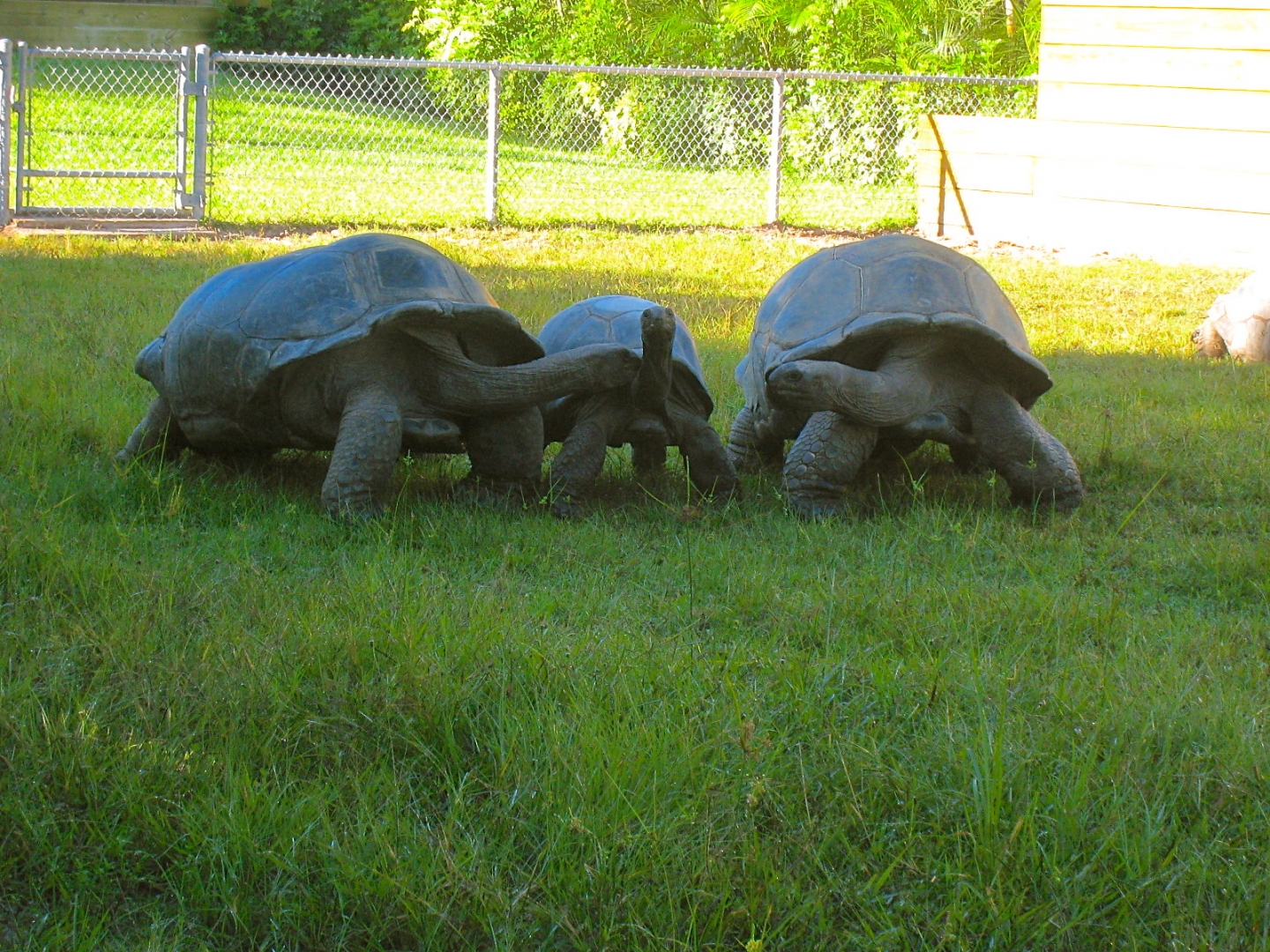 ALDABRA BREEDER