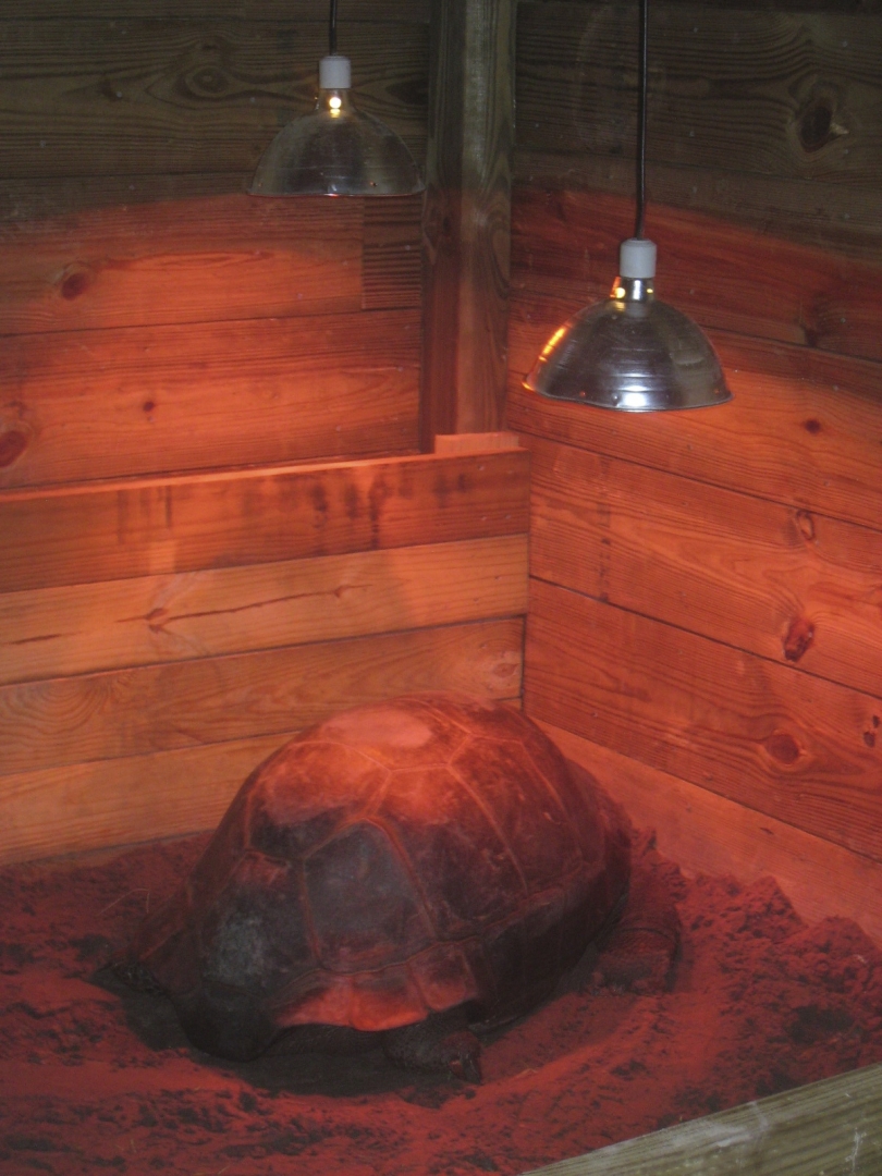 ALDABRA BREEDER