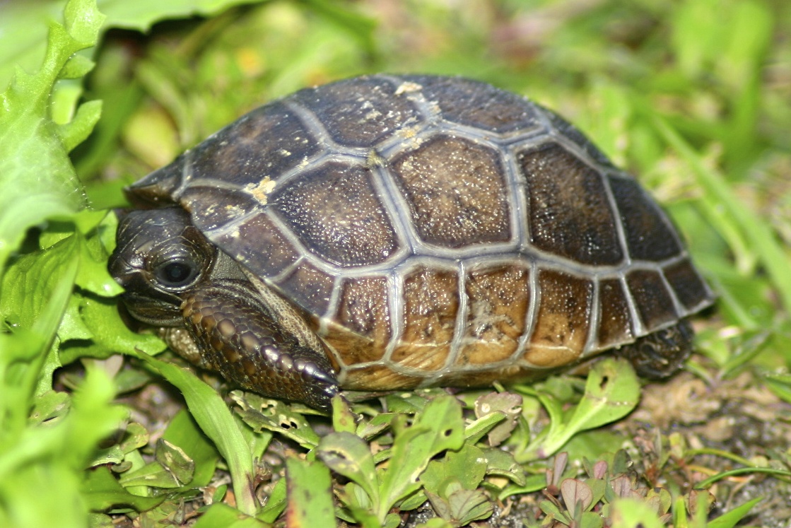 ALDABRA BREEDER