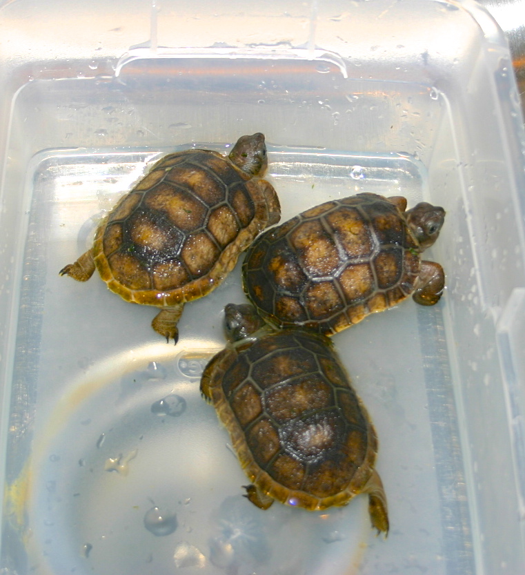 ALDABRA BREEDER