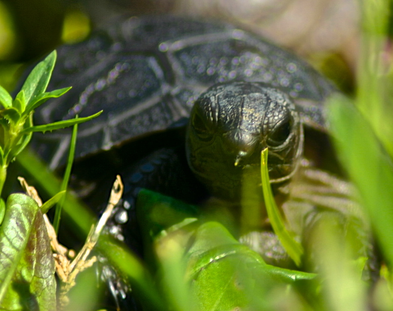 ALDABRA BREEDER