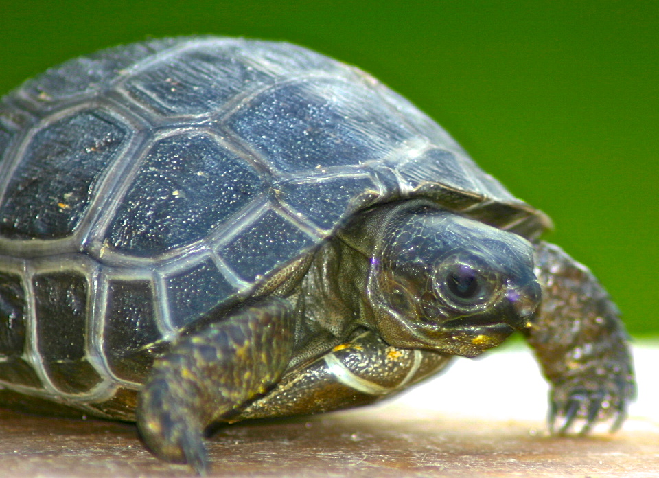 ALDABRA BREEDER