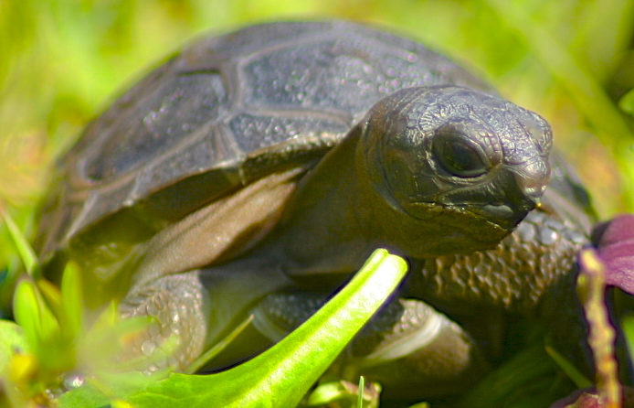 ALDABRA BREEDER