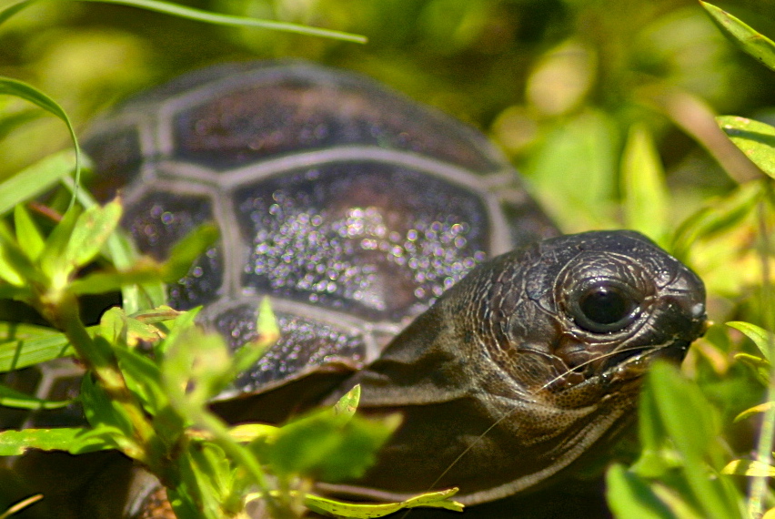ALDABRA BREEDER