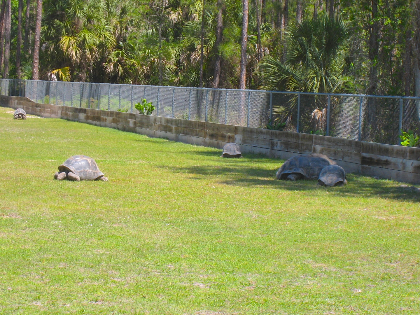 ALDABRA BREEDER