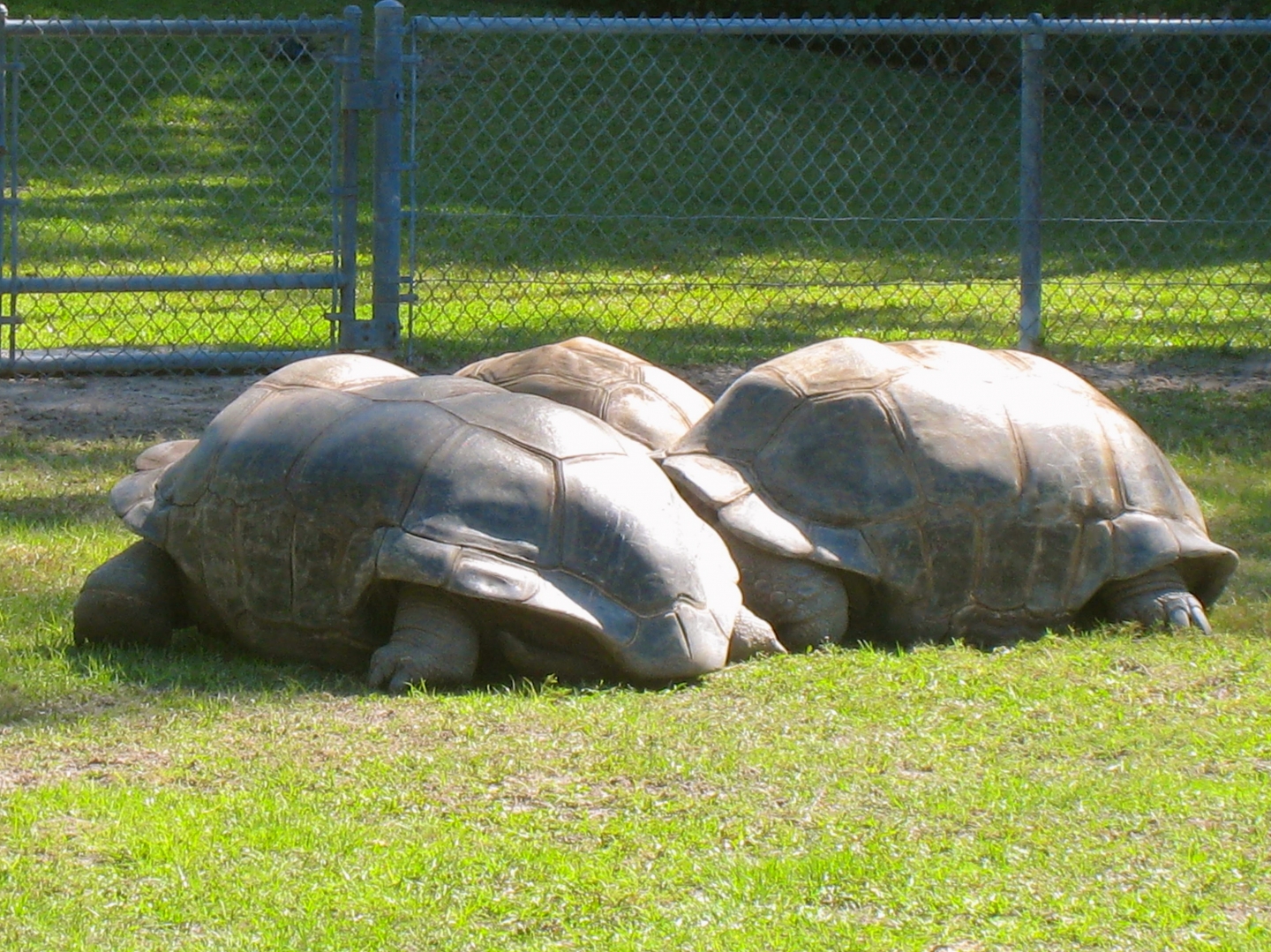 ALDABRA BREEDER