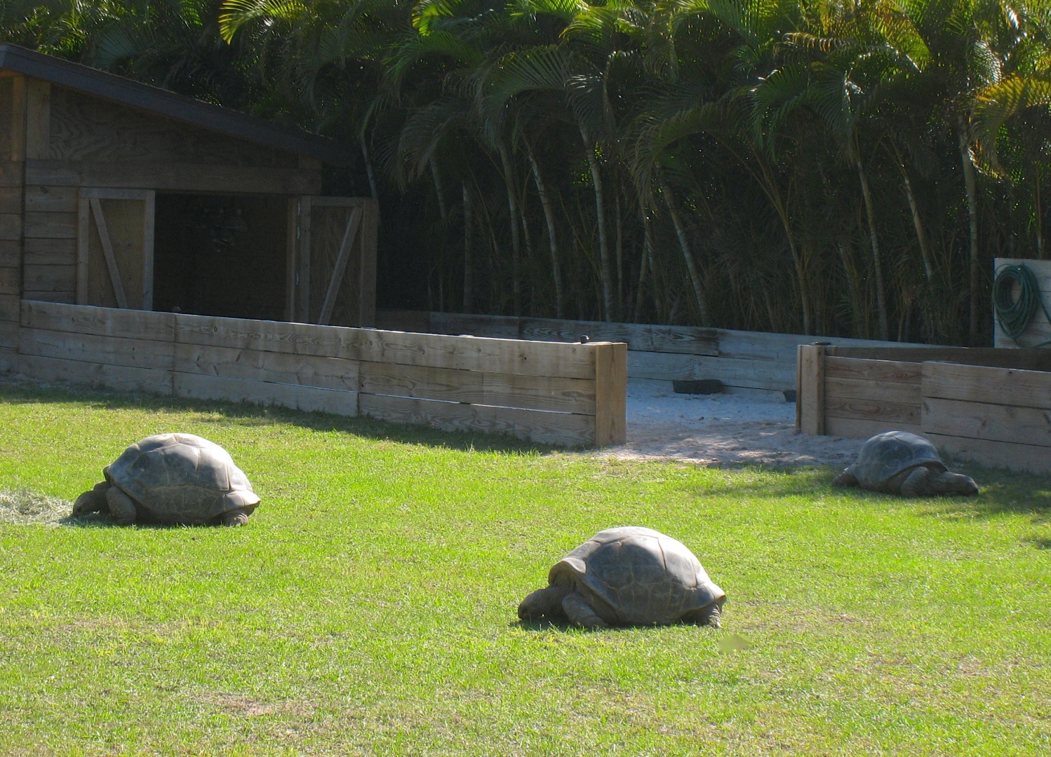 ALDABRA BREEDER