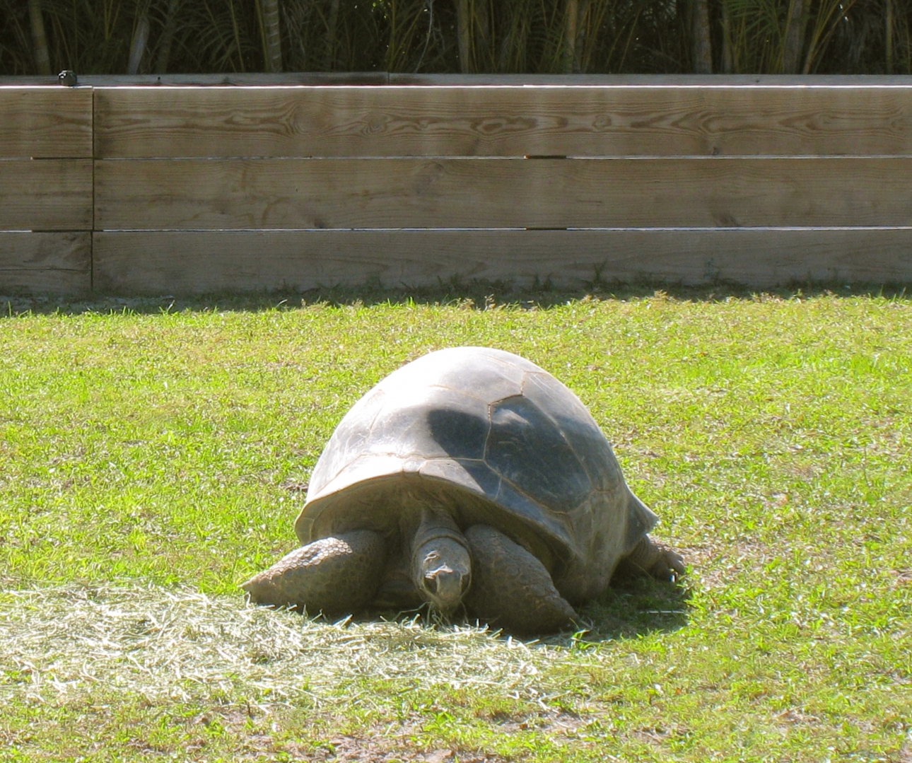 ALDABRA BREEDER