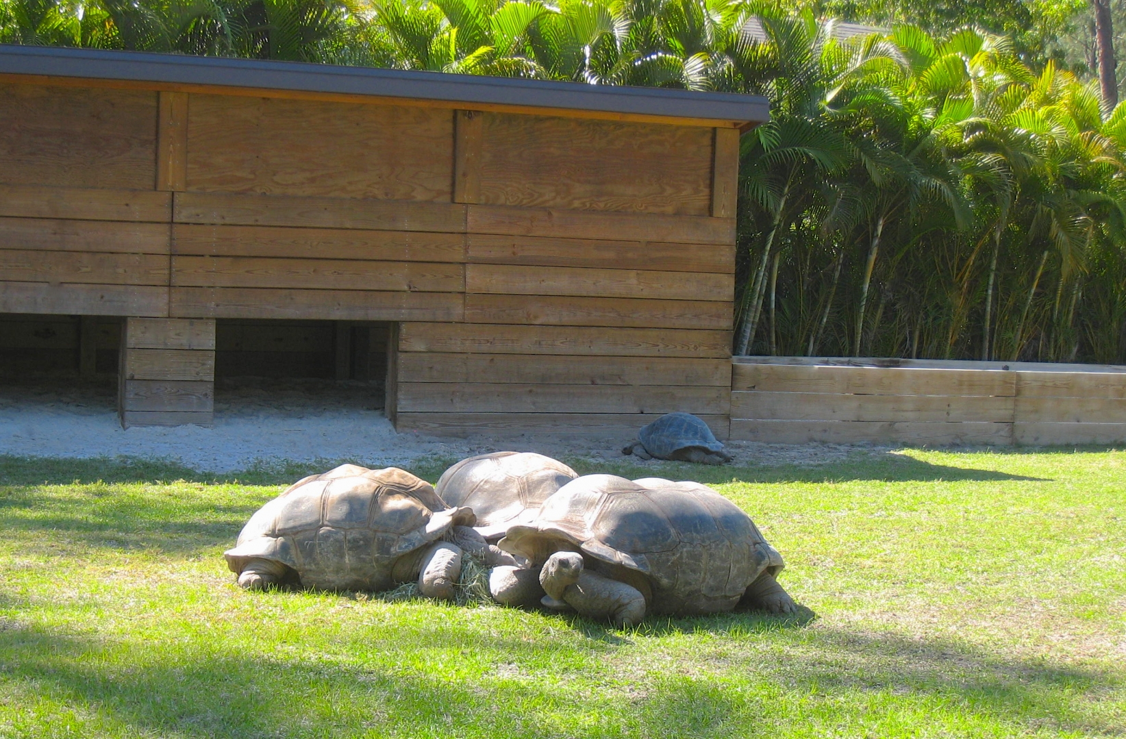 ALDABRA BREEDER