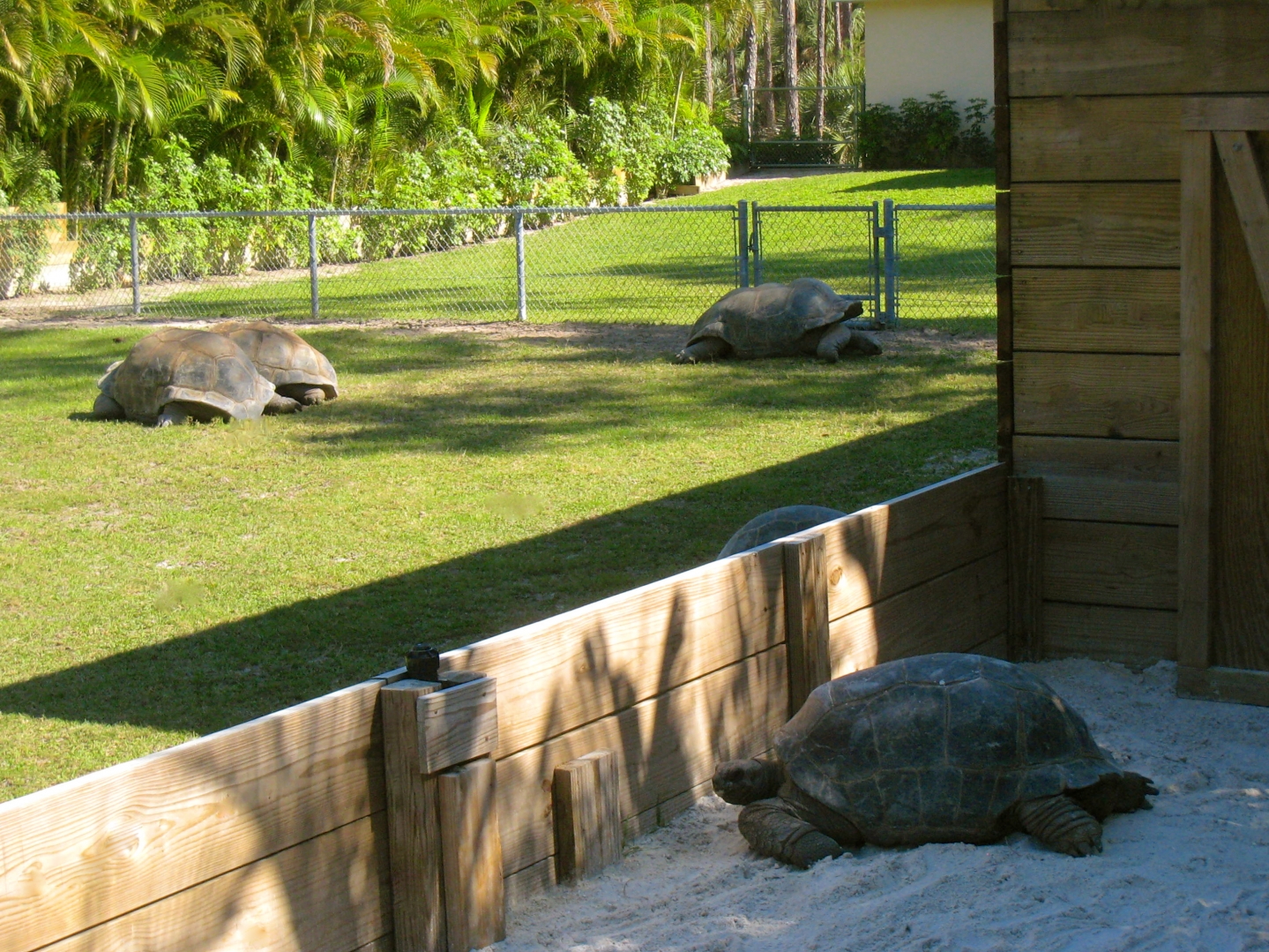 ALDABRA BREEDER