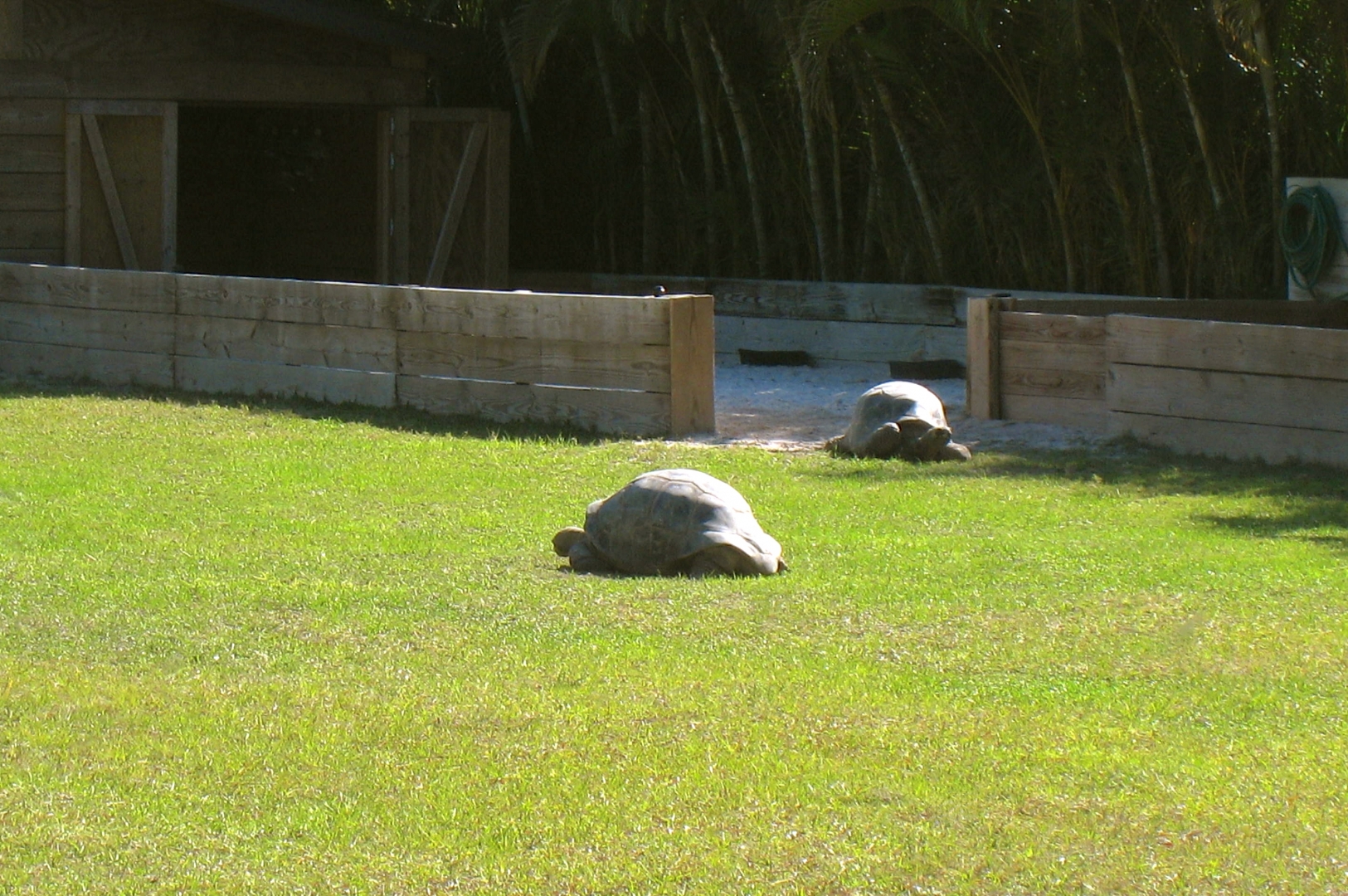 ALDABRA BREEDER