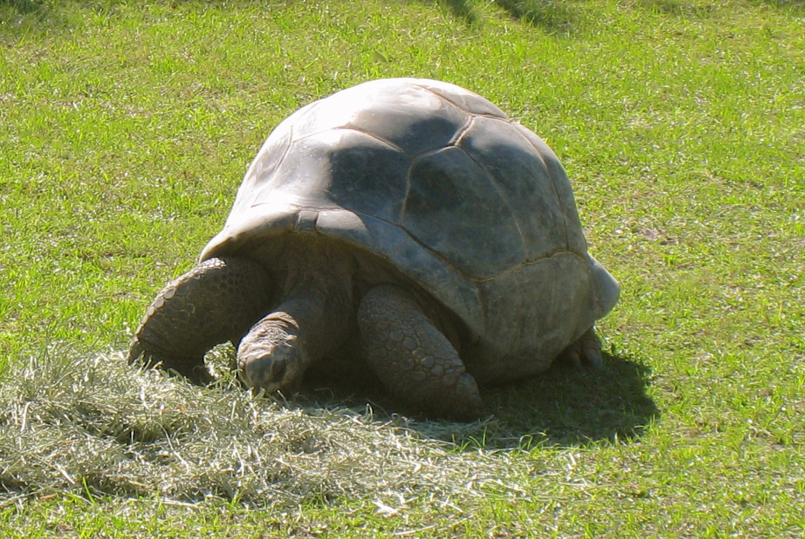 ALDABRA BREEDER