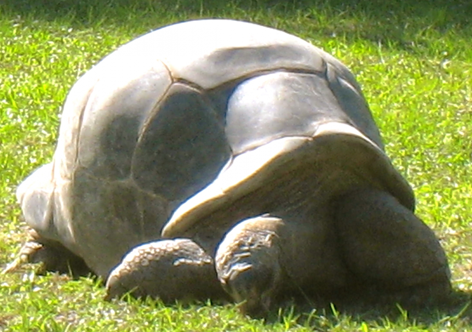 ALDABRA BREEDER
