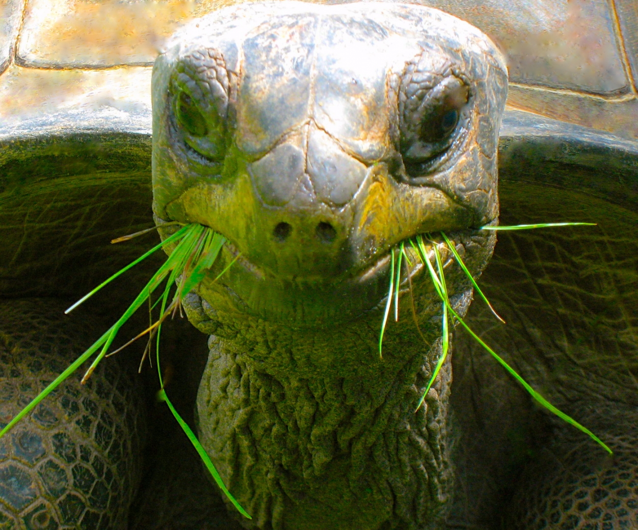 ALDABRA BREEDER