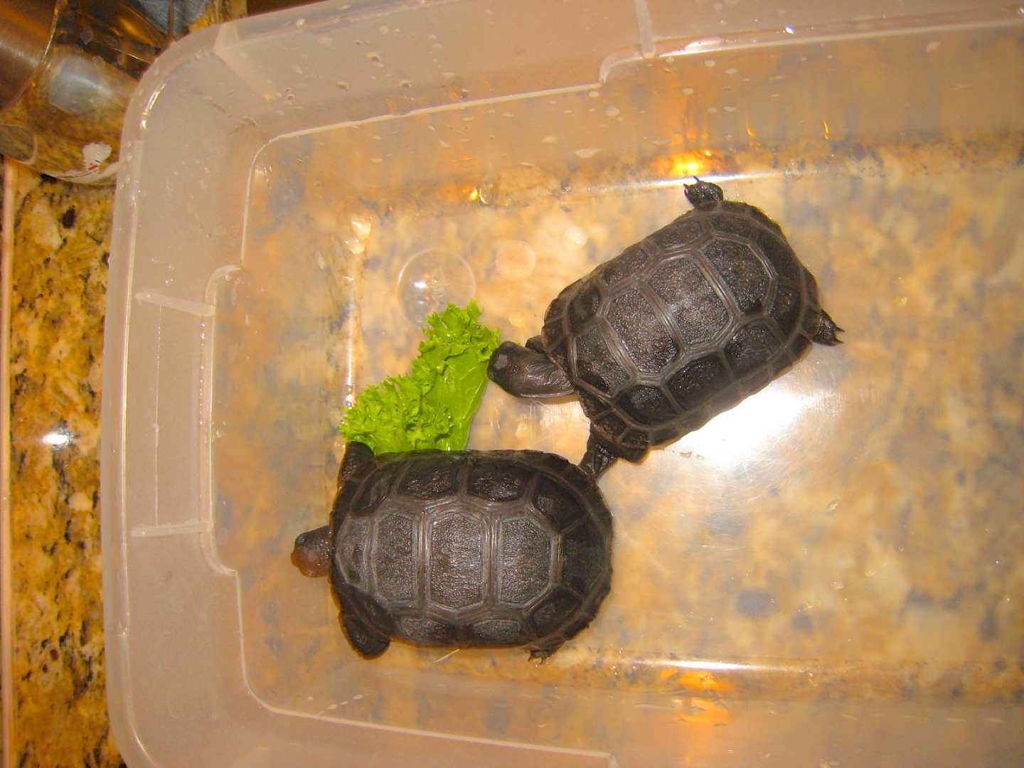 ALDABRA BREEDER
