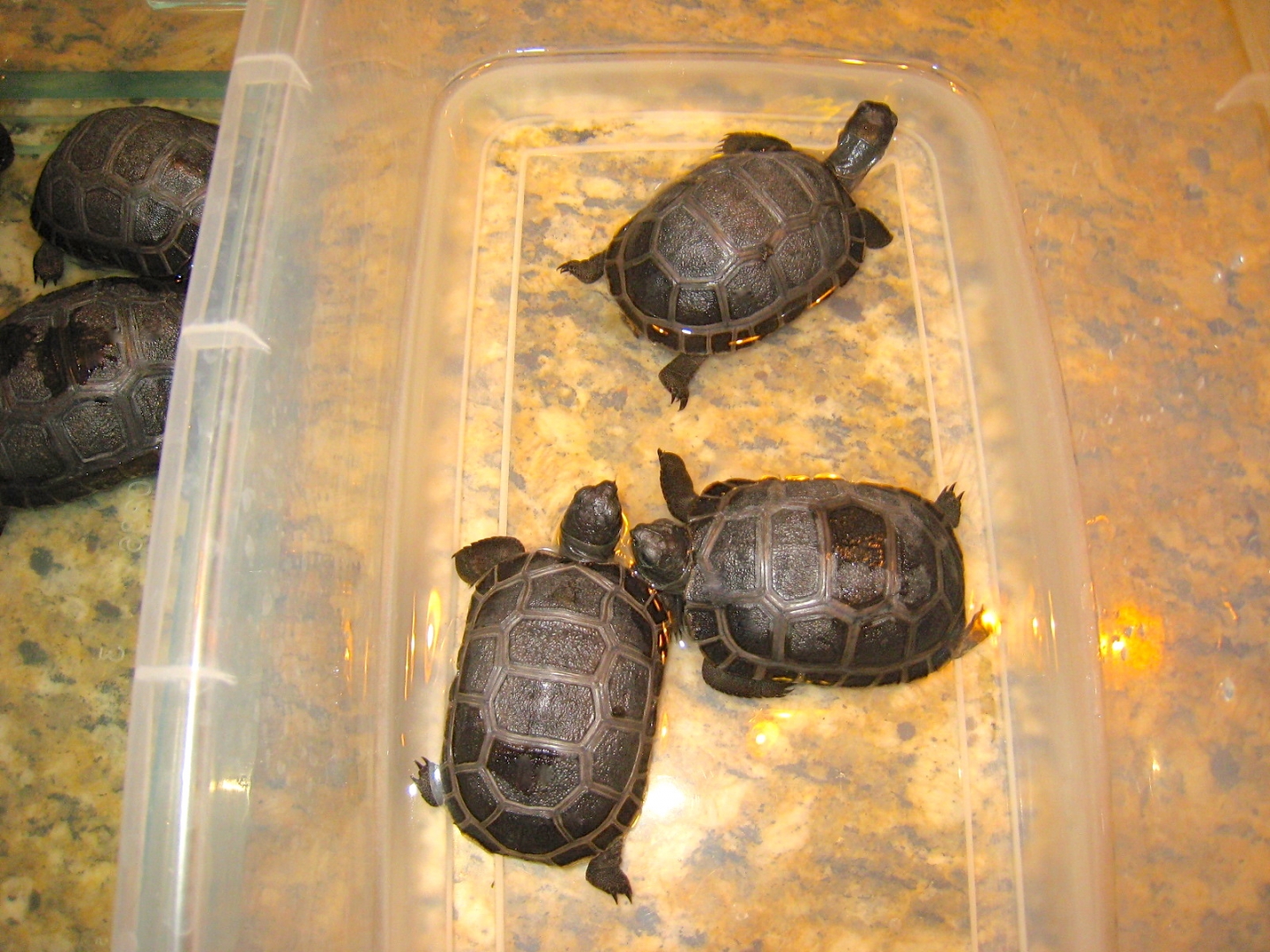 ALDABRA BREEDER