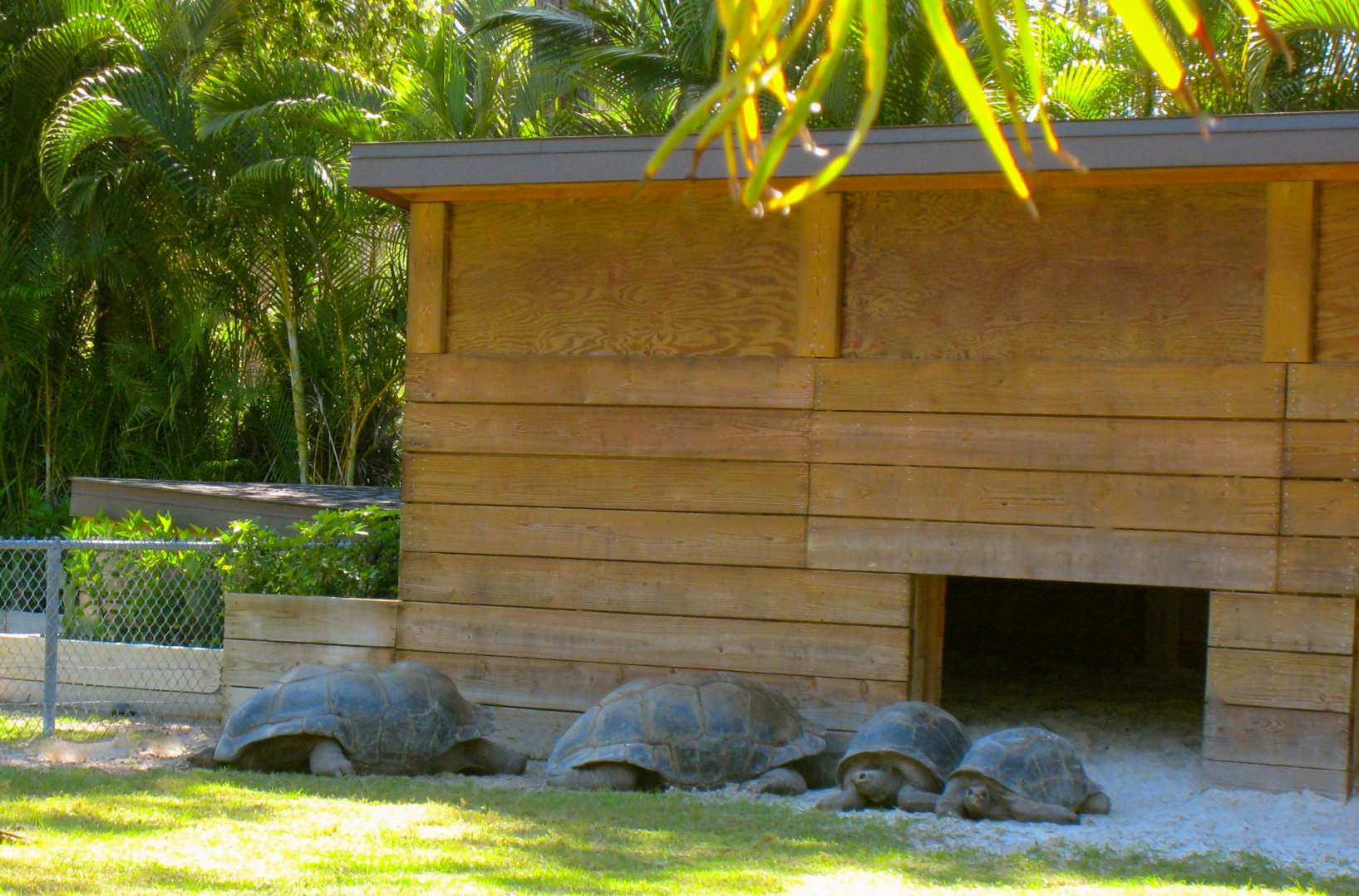 ALDABRA BREEDER