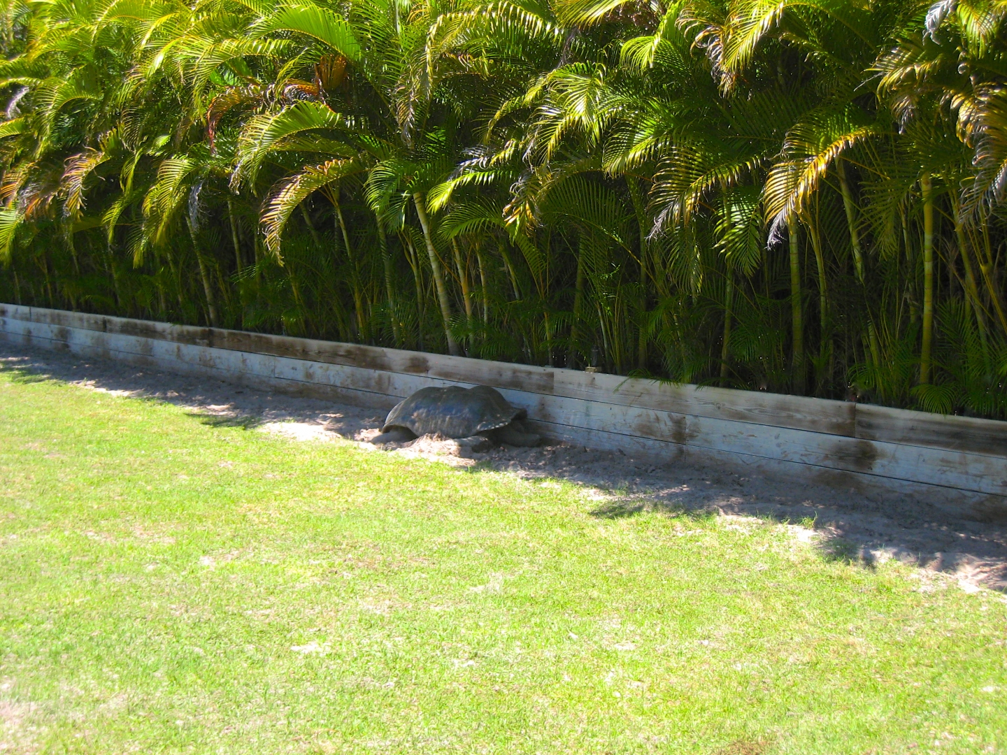 ALDABRA BREEDER