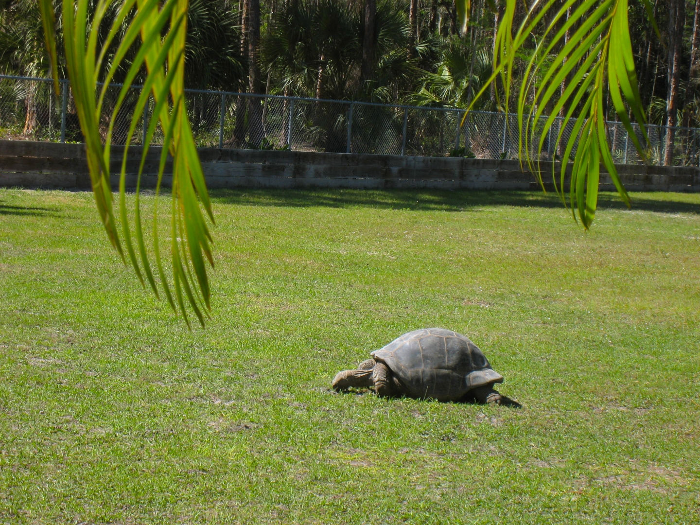 ALDABRA BREEDER