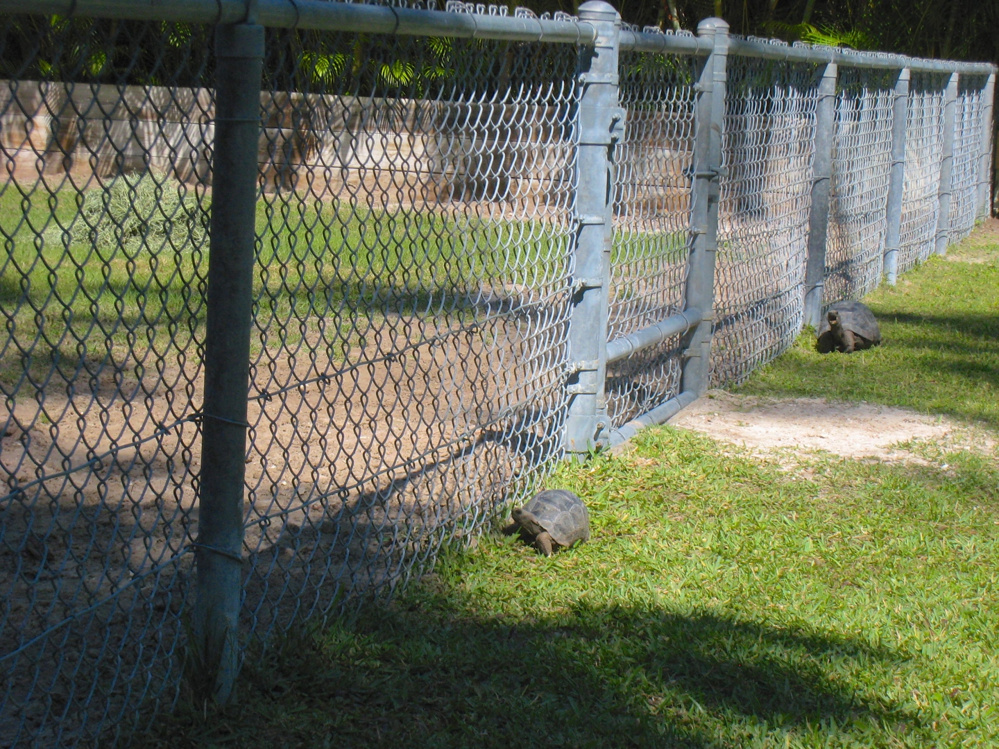 ALDABRA BREEDER