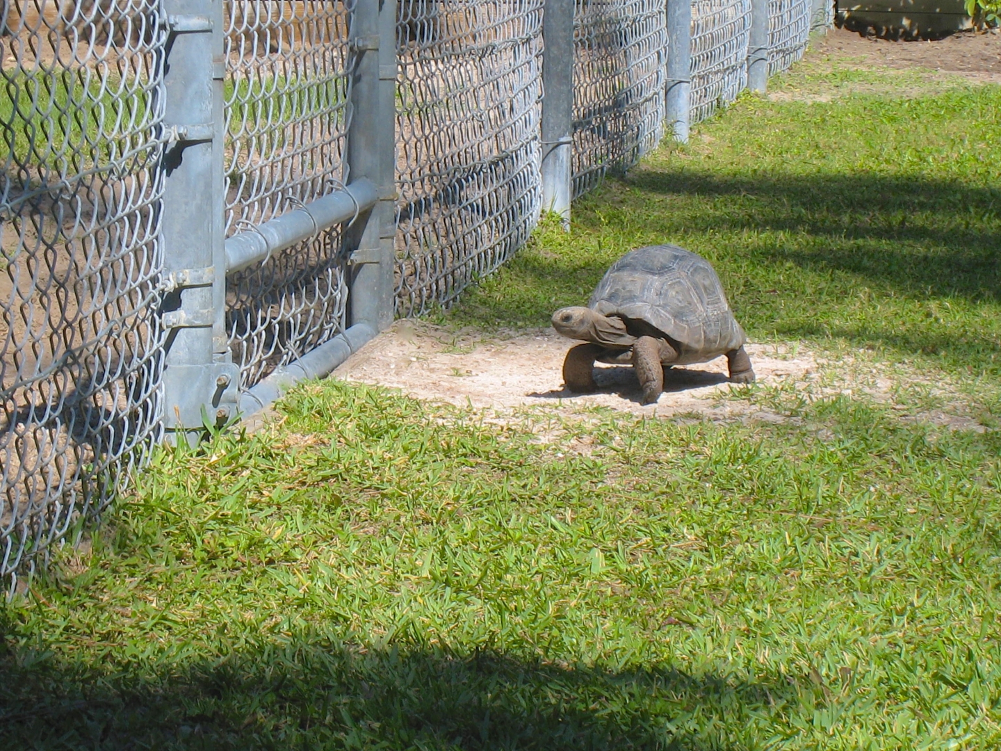 ALDABRA BREEDER