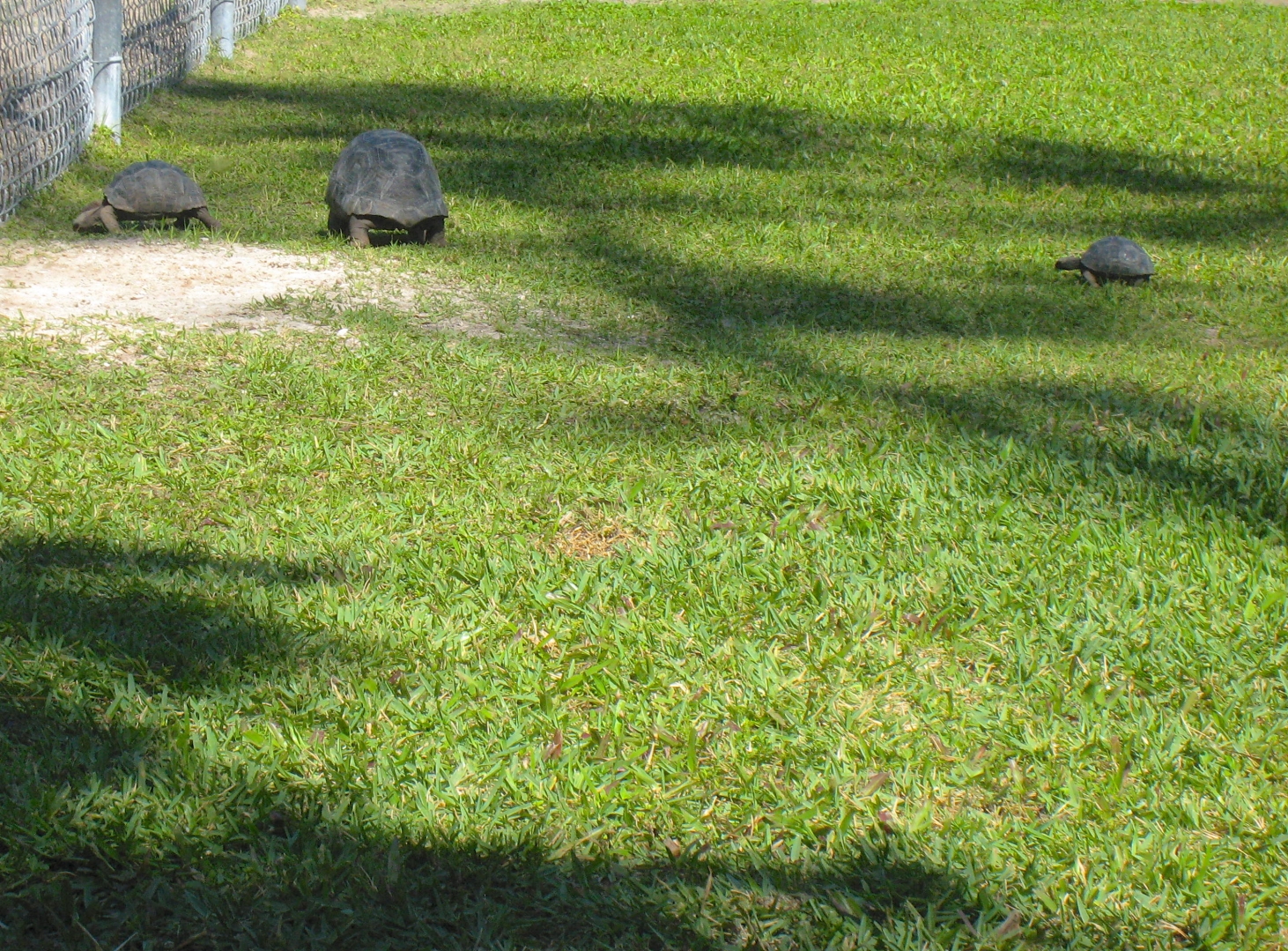 ALDABRA BREEDER