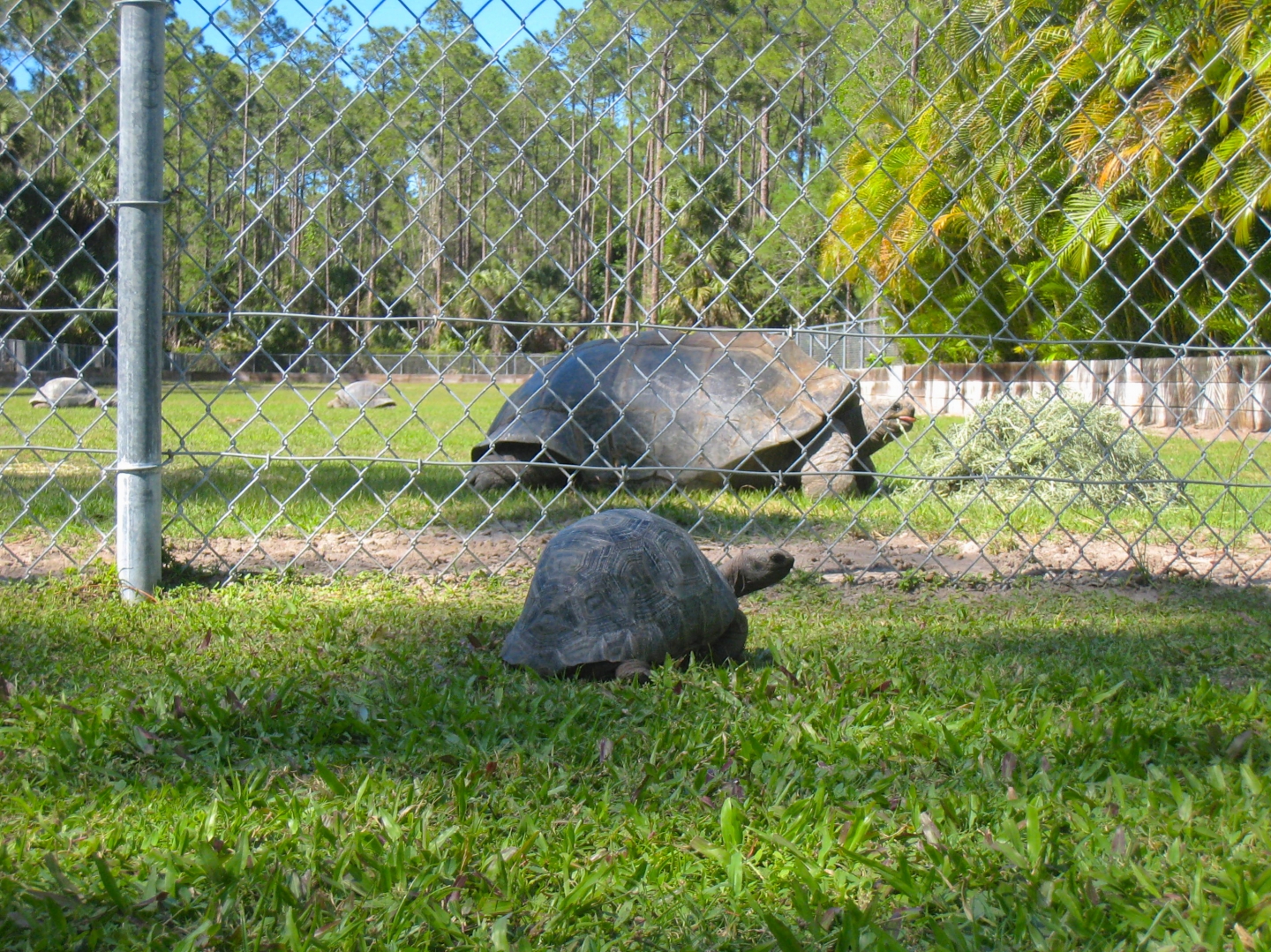 ALDABRA BREEDER