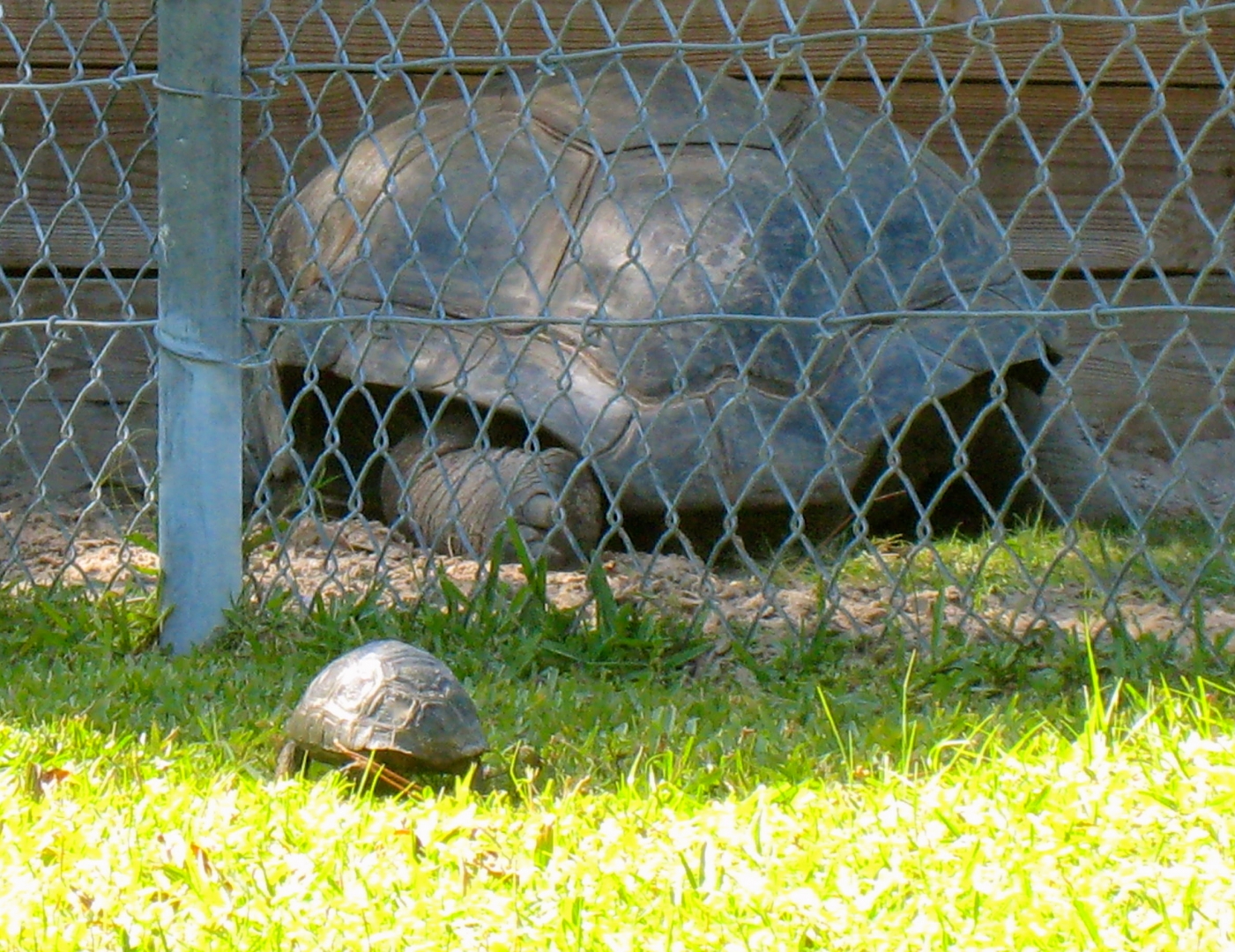 ALDABRA BREEDER
