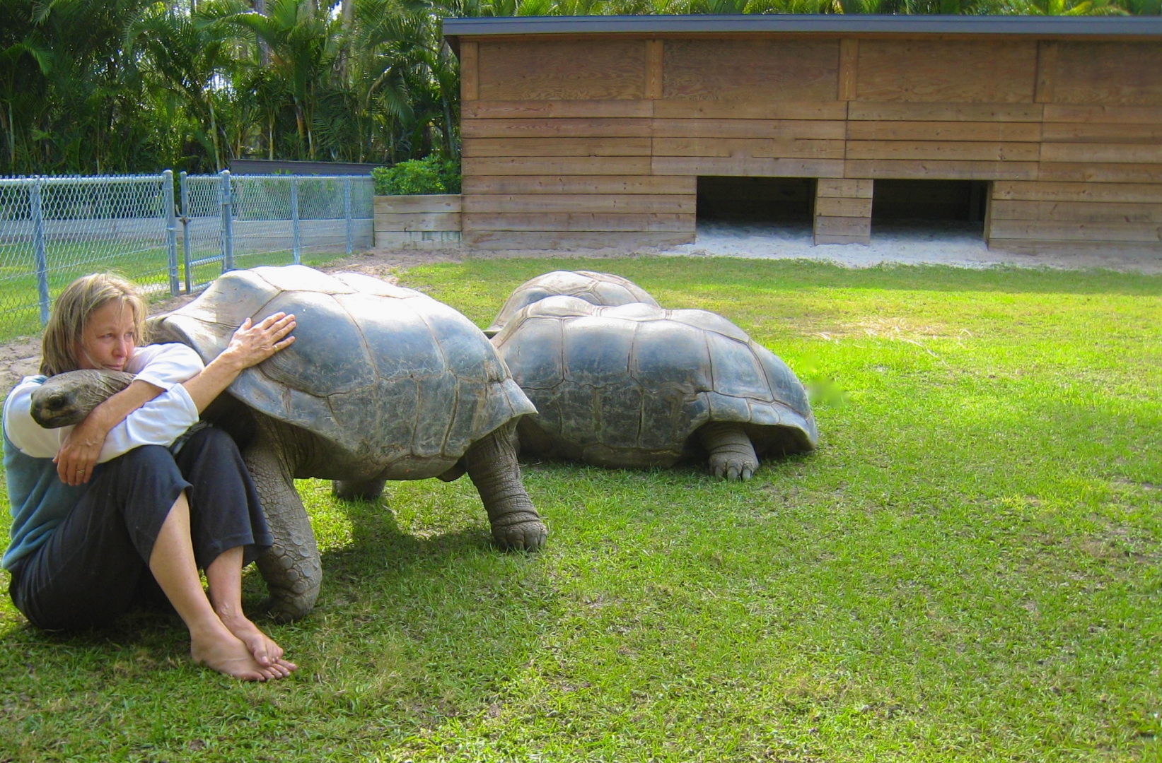 ALDABRA BREEDER