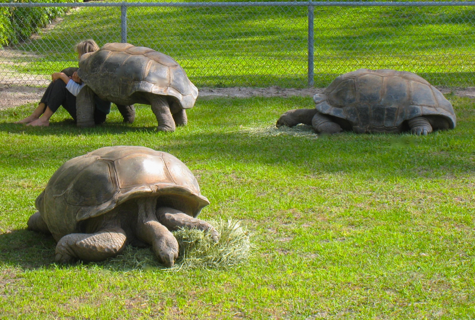 ALDABRA BREEDER