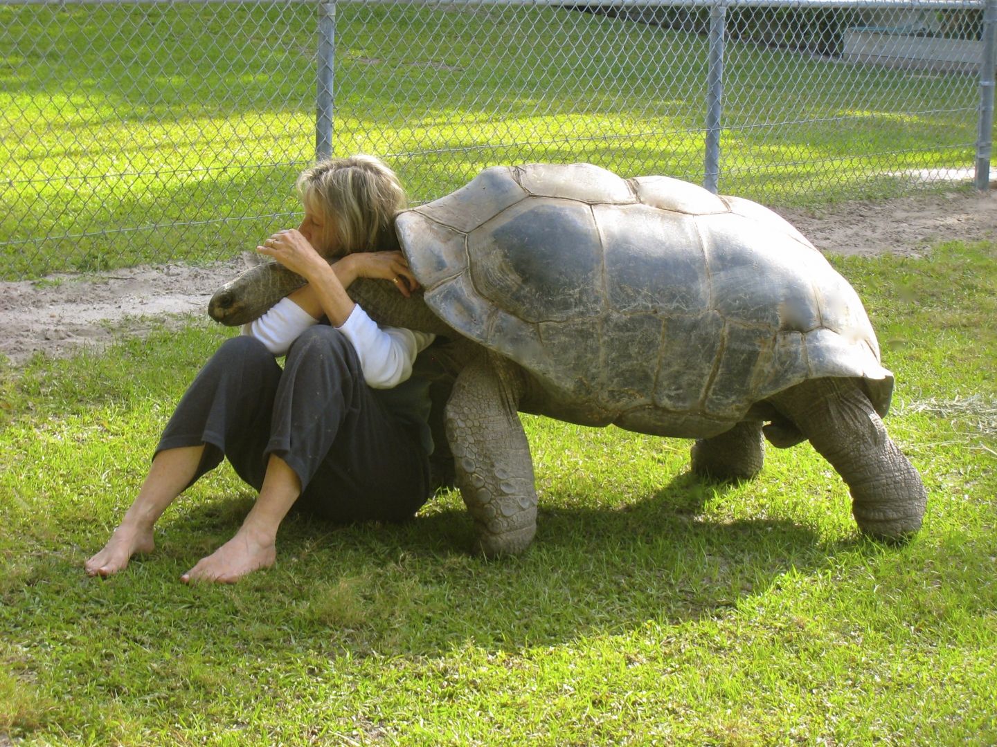 ALDABRA BREEDER