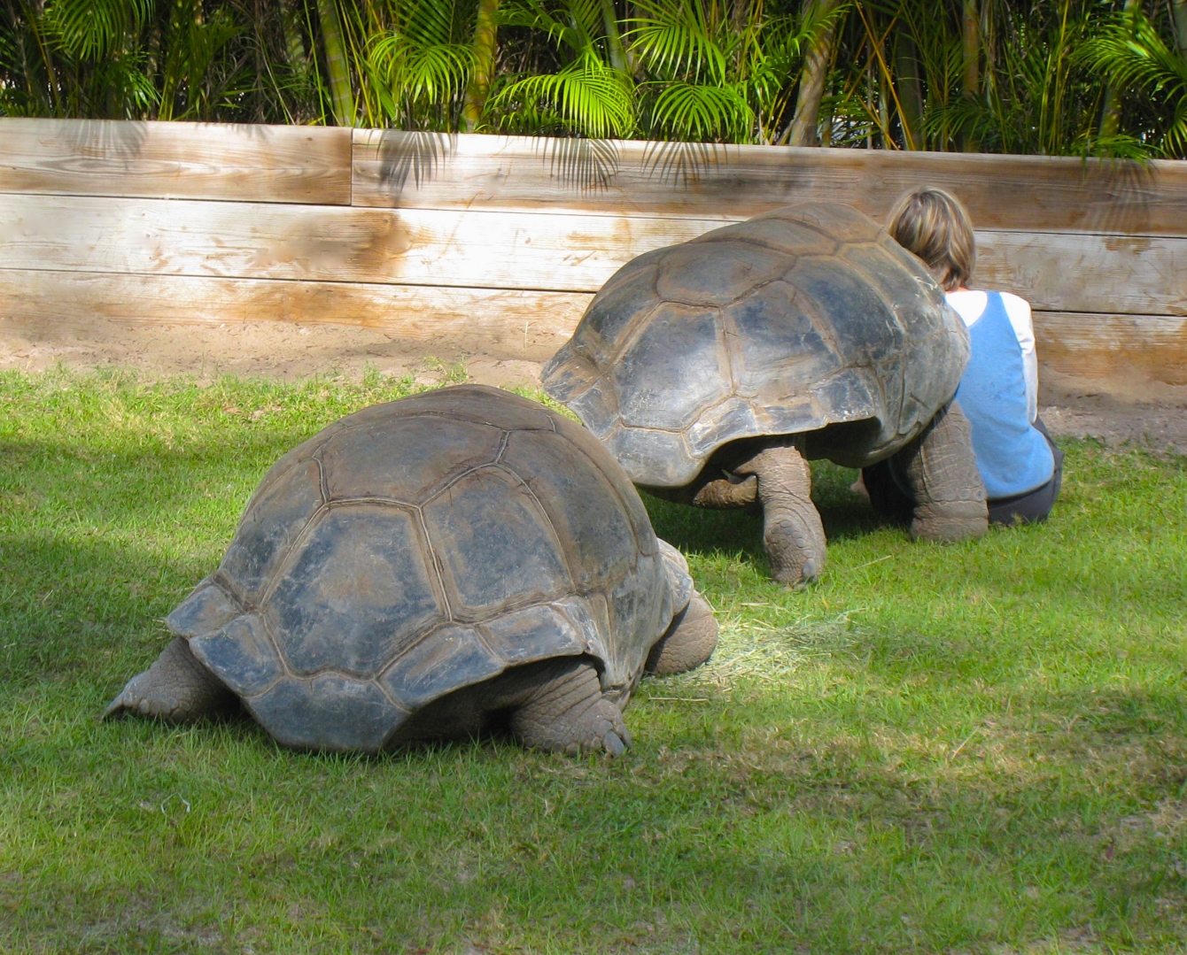 ALDABRA BREEDER