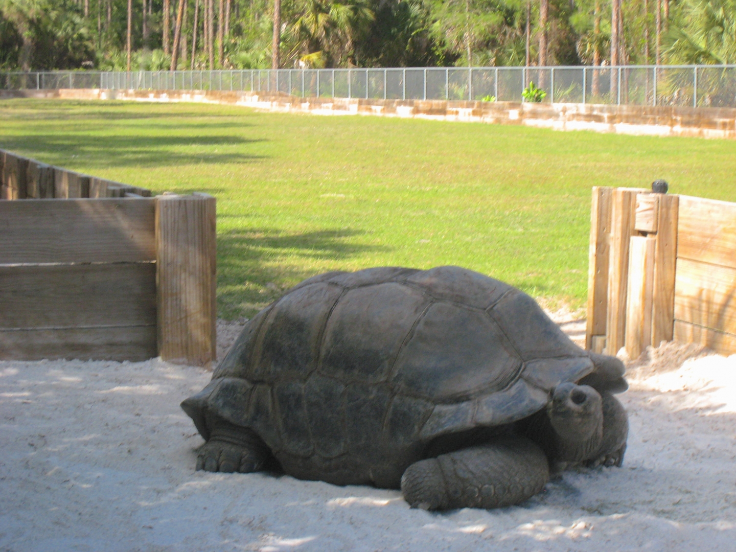 ALDABRA BREEDER