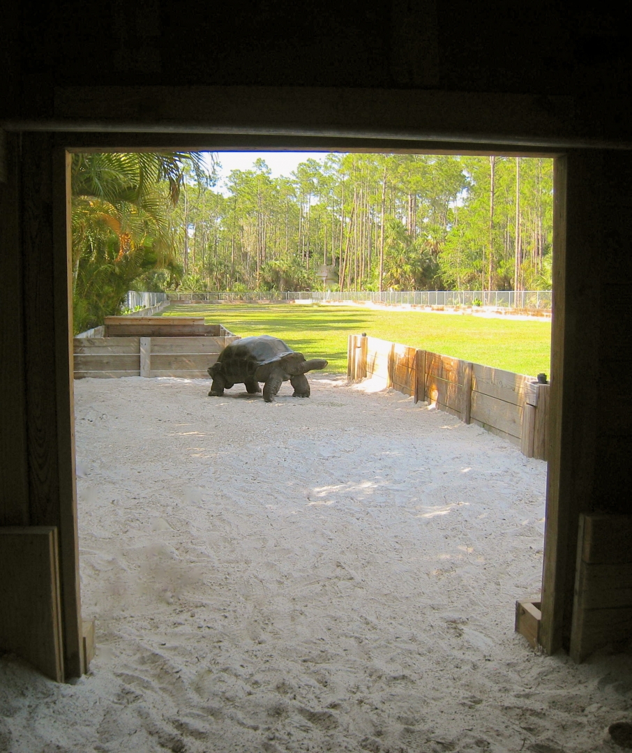 ALDABRA BREEDER