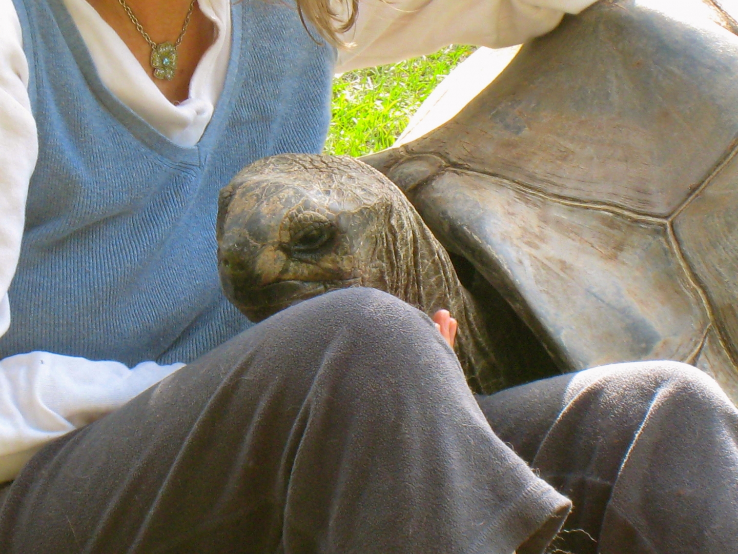 ALDABRA BREEDER