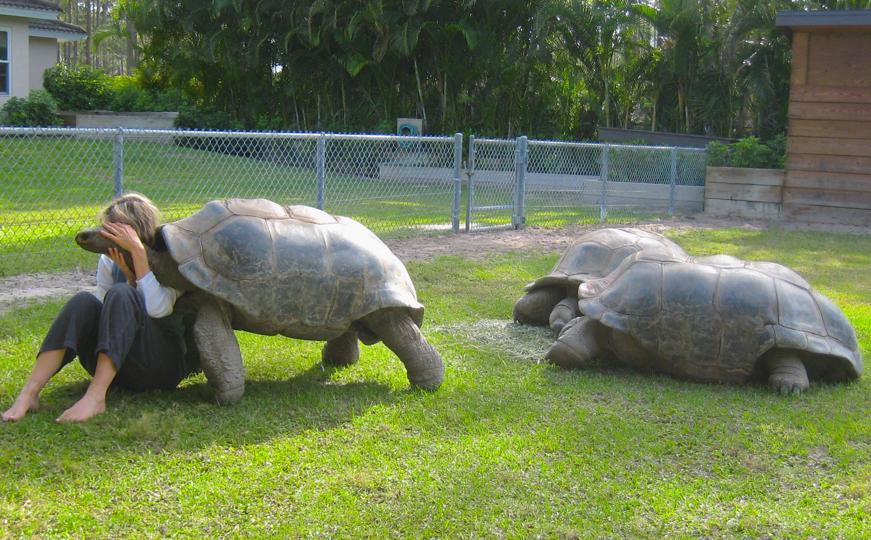 ALDABRA BREEDER