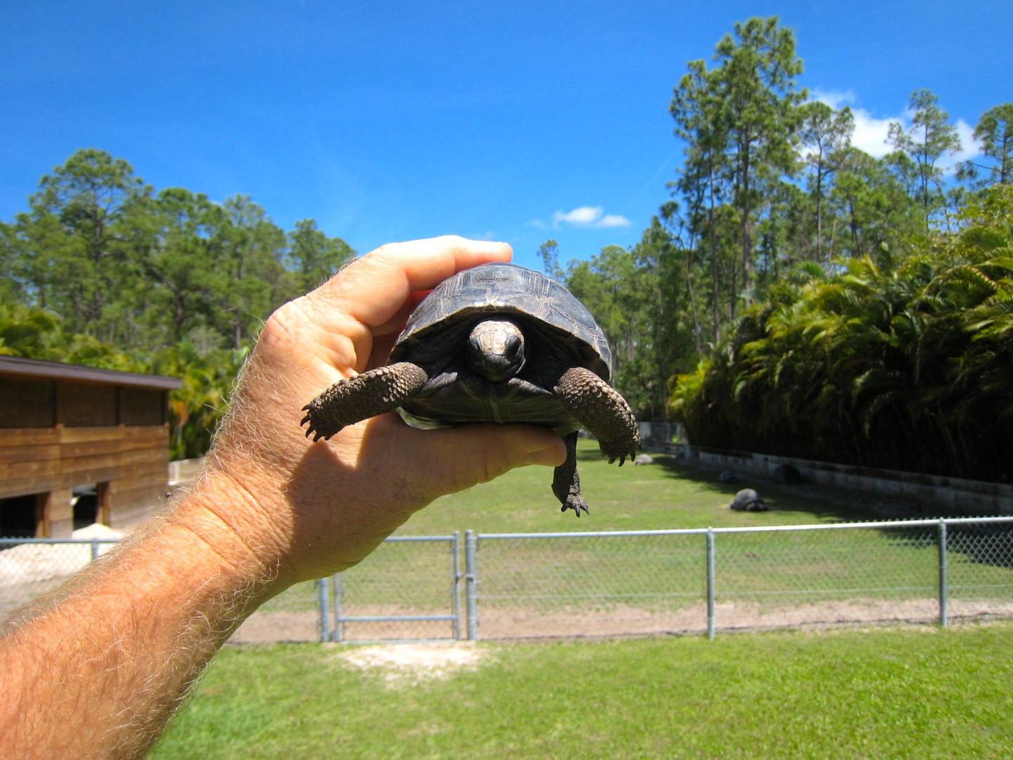 ALDABRA BREEDER