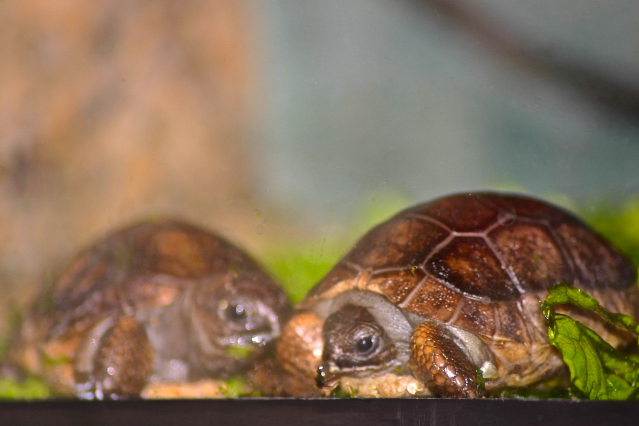ALDABRA BREEDER