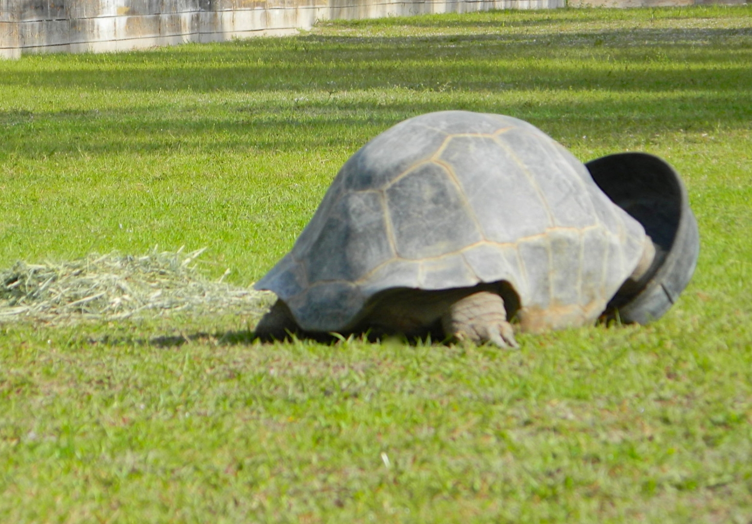 ALDABRA BREEDER